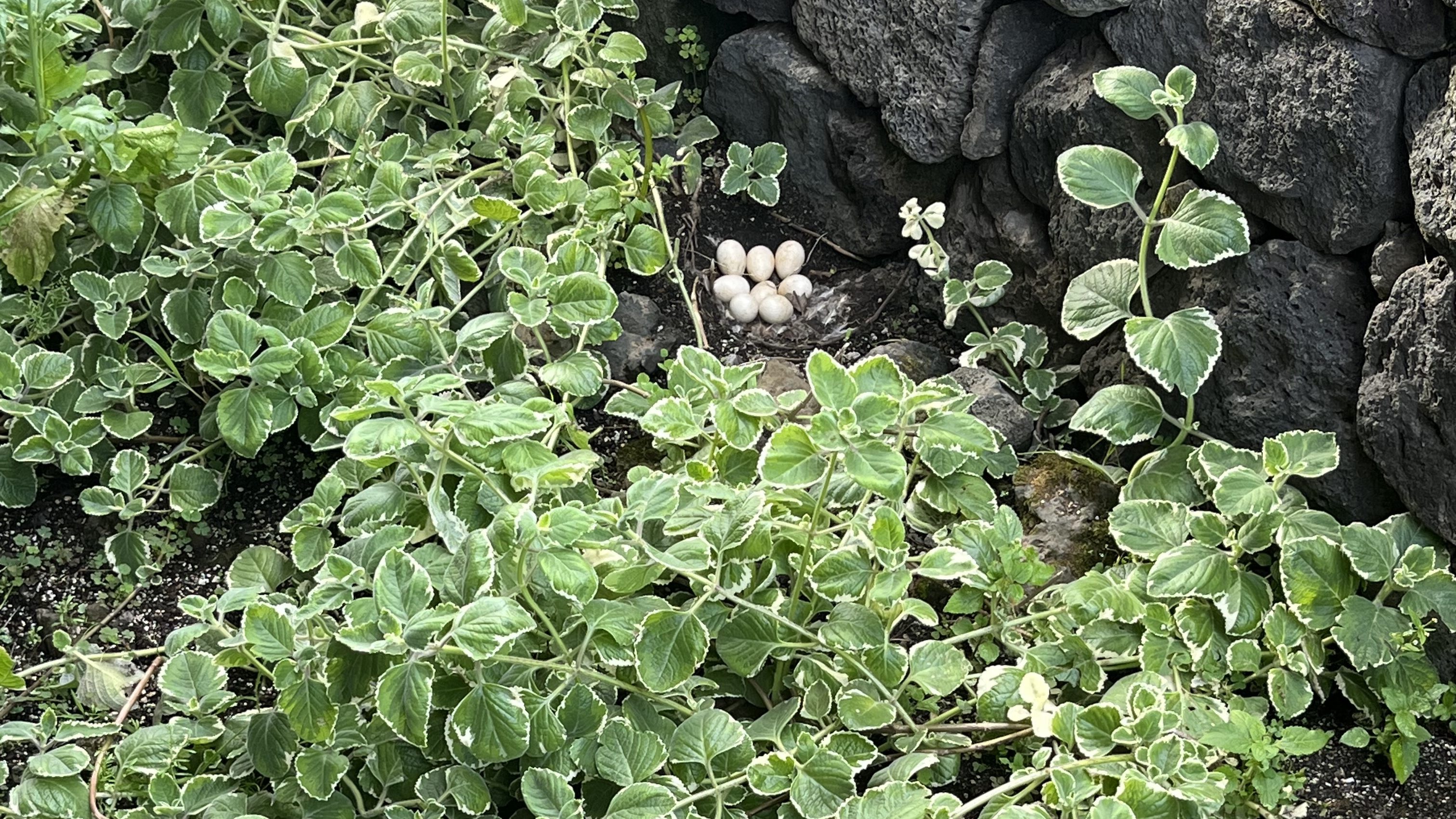 Home Birth Hawaii South Kona